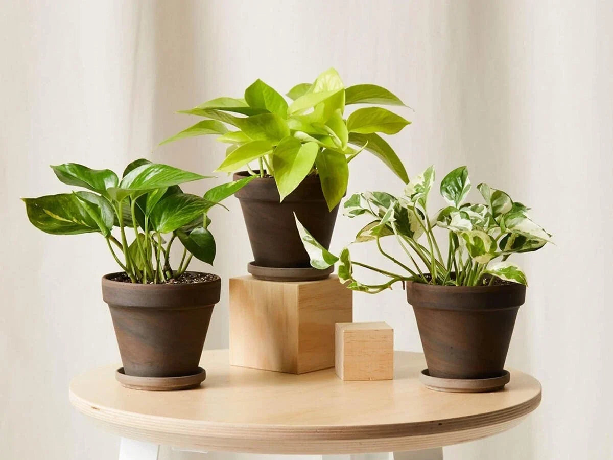 Garden Decor